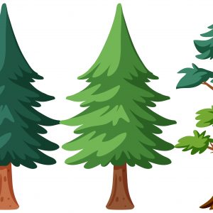Pine Tree Different Shapes Vector Set – Evergreen Nature Illustration