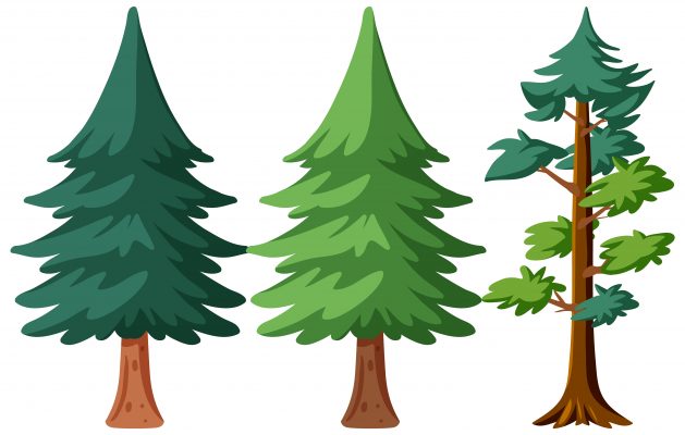 Pine Tree Different Shapes Vector Set – Evergreen Nature Illustration